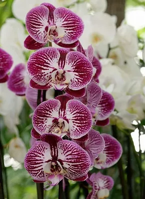 Магическое значение орхидеи в доме. Как ухаживать? - Купить цветы