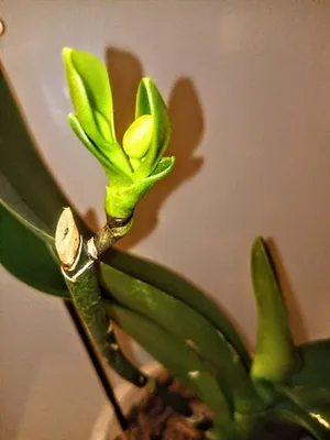 Сколько живут орхидеи в домашних условиях | Сколько лет растет орхидея |  Как определить возраст