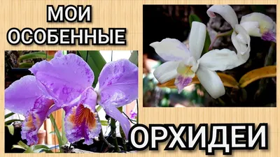 Почему не цветут орхидеи? Орхидея не цветет, причины.