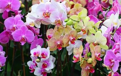 Орхидея Фаленопсис - «Роскошные, загадочные, но при этом неприхотливые в  уходе орхидеи. Всем, кто боится ее купить- не бояться и покупать. Любить,  но не залюбливать, и фаленопсис ответит здоровым видом и красивыми