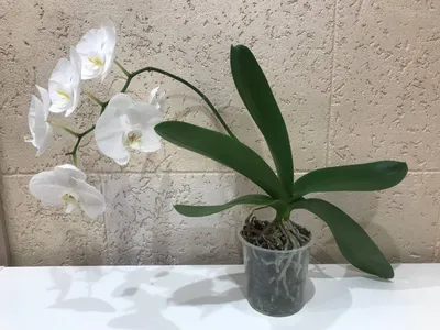 Орхидея черная вдова: какая она?