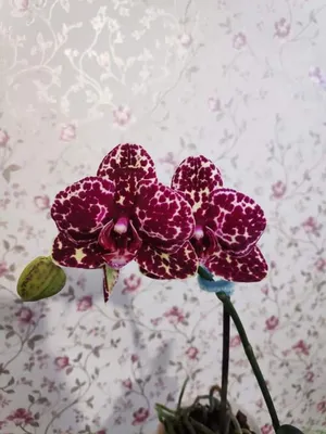 Значения цветов орхидеи на языке цветов