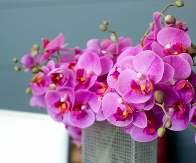 Болеет орхидея, не цветет, есть выход - чесночная вода! | Идеи посадки  растений, Орхидея, Орхидеи