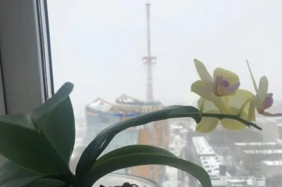 Приму в дар орхидеи: Бесплатно - Другое Харьков на Olx