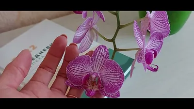 Phalaenopsis Anthura Bucharest - YouTube