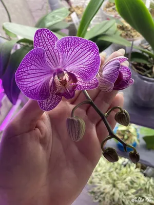 Орхидея Бухарест🌸Orchidee Bucharest 🌸#orchidee #орхідеї #орхидеи #shorts  - YouTube