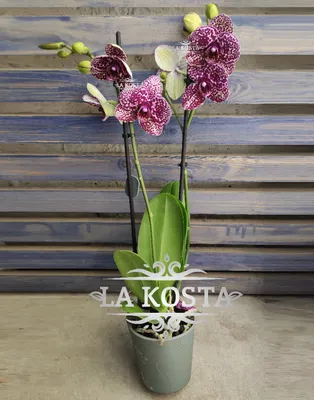 Орхидея Дикий Кот Phalaenopsis Wild Cat