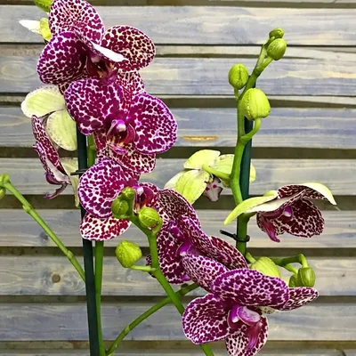 Крутая, очень-очень темная орхидея Дикий кот 🤗😍 Высота 60 см, 2 веточки,  бесконечно долго цветущий сорт! Не похож на обычного котика, значительно  темнее и интереснее 🤗 Всего 1 в наличии. Предложите цену