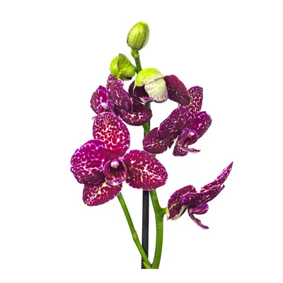 Flora Life on X: \"Орхидея Дикий Кот😍 https://t.co/Cqjm7QL5Tl\" / X