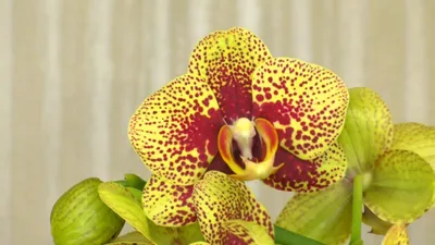 Орхидея Дикий кот: фото, описание, а также особенности цветения, ухода и  размножения в домашних условиях