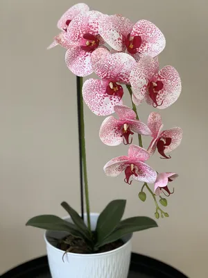 🐈Орхидея - Дикий кот! Название «Дикий кот» эта роскошная орхидея получила  благодаря своей окраске, которая немного напоминает шерсть… | Instagram