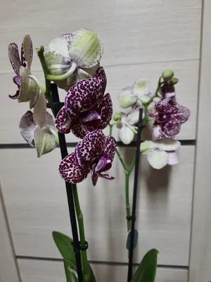 ДИКИЙ КОТ - Фаленопсисы - Фаленопсисы - Самые Красивые Орхидеи