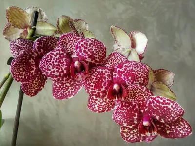 Орхидея Дикий Кот бывает и Бабочка ))) За что мы так любим эту  красавицу?))))) - YouTube