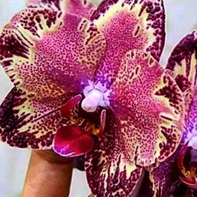 Орхидея Дикий Кот. | Цветочная Рапсодия | Дзен