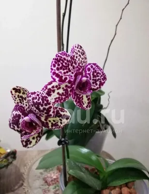 Орхидея дикий кот купить в Москве