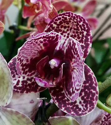 🔥Орхидея - Дикий кот! Название «Дикий кот» эта роскошная орхидея получила  благодаря своей окраске, которая немного напоминает шерсть… | Instagram