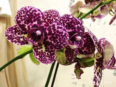 Орхидея Phalaenopsis Wild Cat