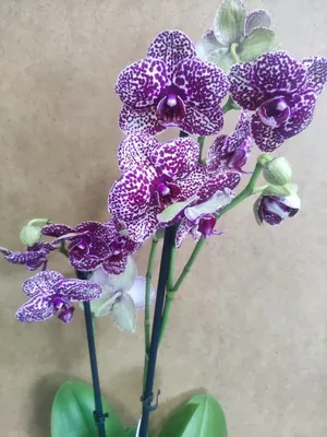 Орхидея фаленопсис дикий кот (вайлд кэт) 12/60 по цене 2 399 руб. -  Интернет-магазин Liodoro