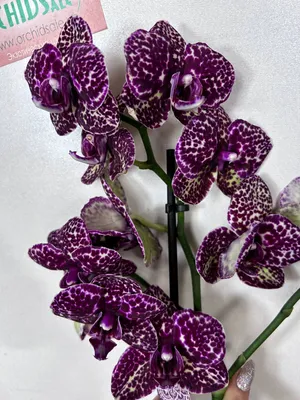 Купить «Орхидея сортовая- дикий кот» с доставкой в Чите - «Flowers World»