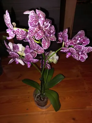 Орхидея дикий кот: 8 500 тг. - Комнатные растения Алматы на Olx