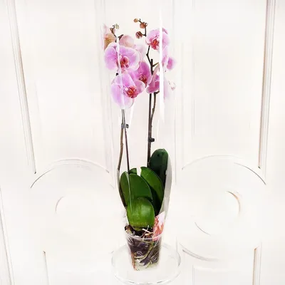 Орхидея фото в горшке фото
