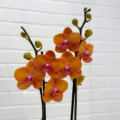 Белая орхидея В160 в горшке на Лесоторговой в Орле по цене: 220 ₽