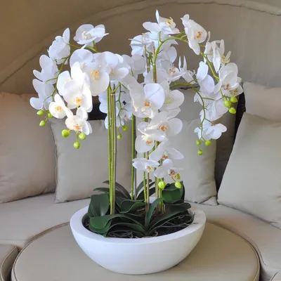 Купить букет орхидей с доставкой по СПб: цены на доставку цветов