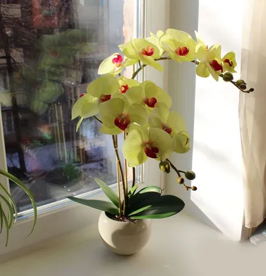 Орхидея Фаленопсис в горшке - Арт. 4893