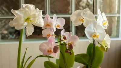 Как выглядит орхидея в горшке: фото, особенности и виды с названиями -  Sadovnikam.ru