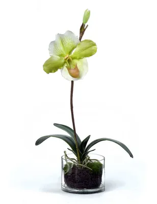 Орхидея в горшке \"Двухстеблевая\" в Верхней Пышме от «Love Flowers»