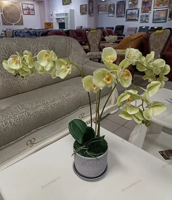Ботаническая копия орхидеи в прозрачном горшке