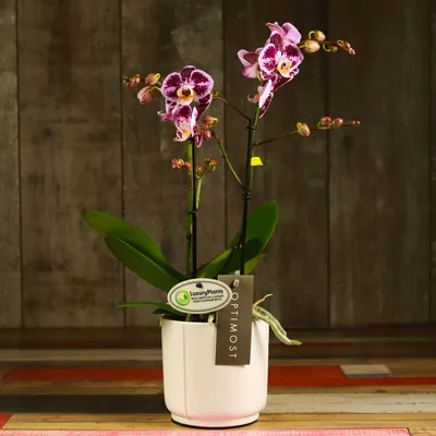 Белая орхидея в горшке заказать с доставкой в Краснодаре по цене 2 210 руб.