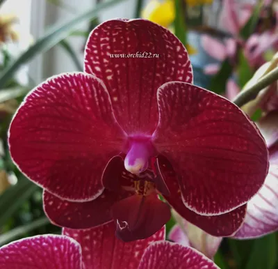 Орхидея кимоно фото фото