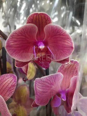 ОТЦВЕЛА сортовая орхидея фаленопсис кимоно: 410 грн. - Комнатные растения  Киев на Olx