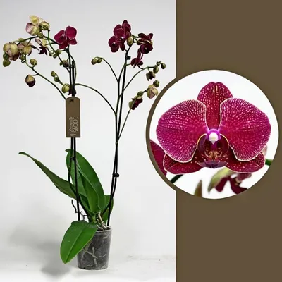 Купить орхидеи как живые: Орхидея \"Кимоно\" силикон (Лилово белая)
