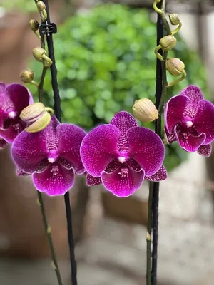 Купить Орхидею силикон КИМОНО 97 см. (Тигровая) My-Florist.ru