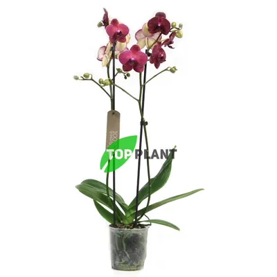 Kimono | Orchids, Phalaenopsis orchid, Phalaenopsis