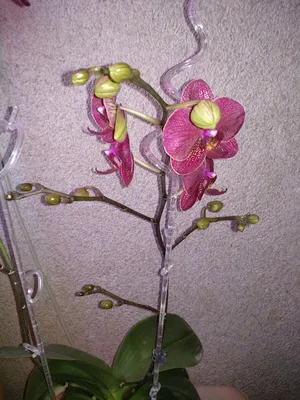 Kimono Пелорик phalaenopsis orchid