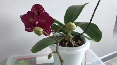 Орхидея Фаленопсис Кимоно 2 ствола D:12см H:60см купить в Москве с доставкой