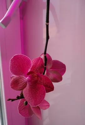 Орхидея: фаленопсис стандарт. Сорт: Кимоно Веток: 2 Высота: 79 Размер  цветочка: 7,5 Цена: 430 Одна ветка обычная, вторая пелор. Продан. |  Instagram