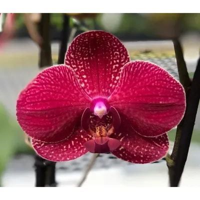 Купить орхидею Фаленопсис Кимоно (Kimono Red) с доставкой по Украине.