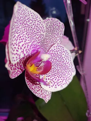 Орхидея Phalaenopsis Palermo