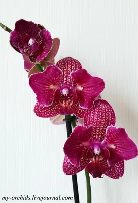 Phalaenopsis Kimono бабочка.