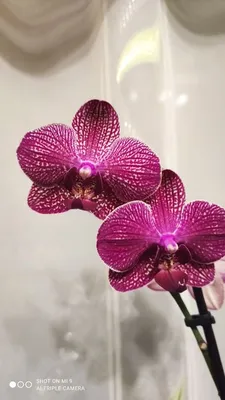 Орхидея Phalaenopsis Clarion (отцвел)