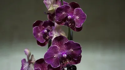 Очаровательные конопушки и фантастическая живучесть - орхидея Сезам | В  творческом поиске... | Дзен