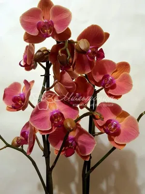 Орхидея кимоно цветение (67 фото) »