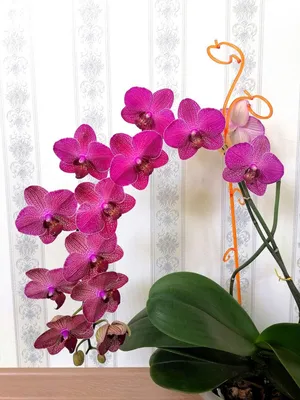 Орхидея Phalaenopsis Cleopatra