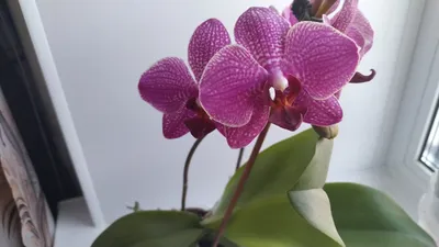 БАБОЧКА КИМОНО ПОД ЗАКАЗ - Фаленопсисы - Фаленопсисы - Самые Красивые  Орхидеи