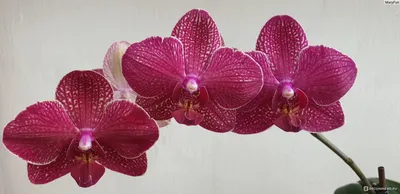 Орхидея Phalaenopsis