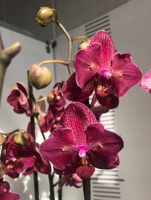 Орхидеи для Вас - 🌺 Стандарт \"Кимоно\"!!! 💖 2 цветоноса,... | Facebook